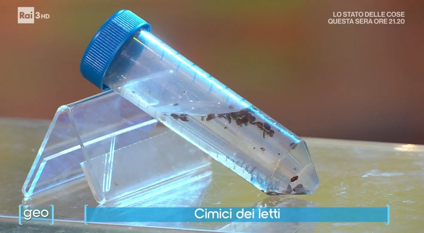 Galleria cimici dei letti 2